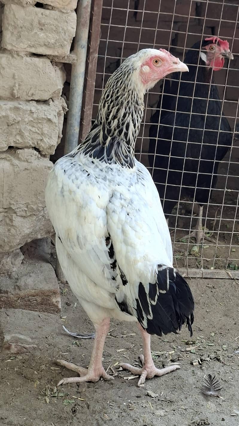 white java Aseel Hen 3