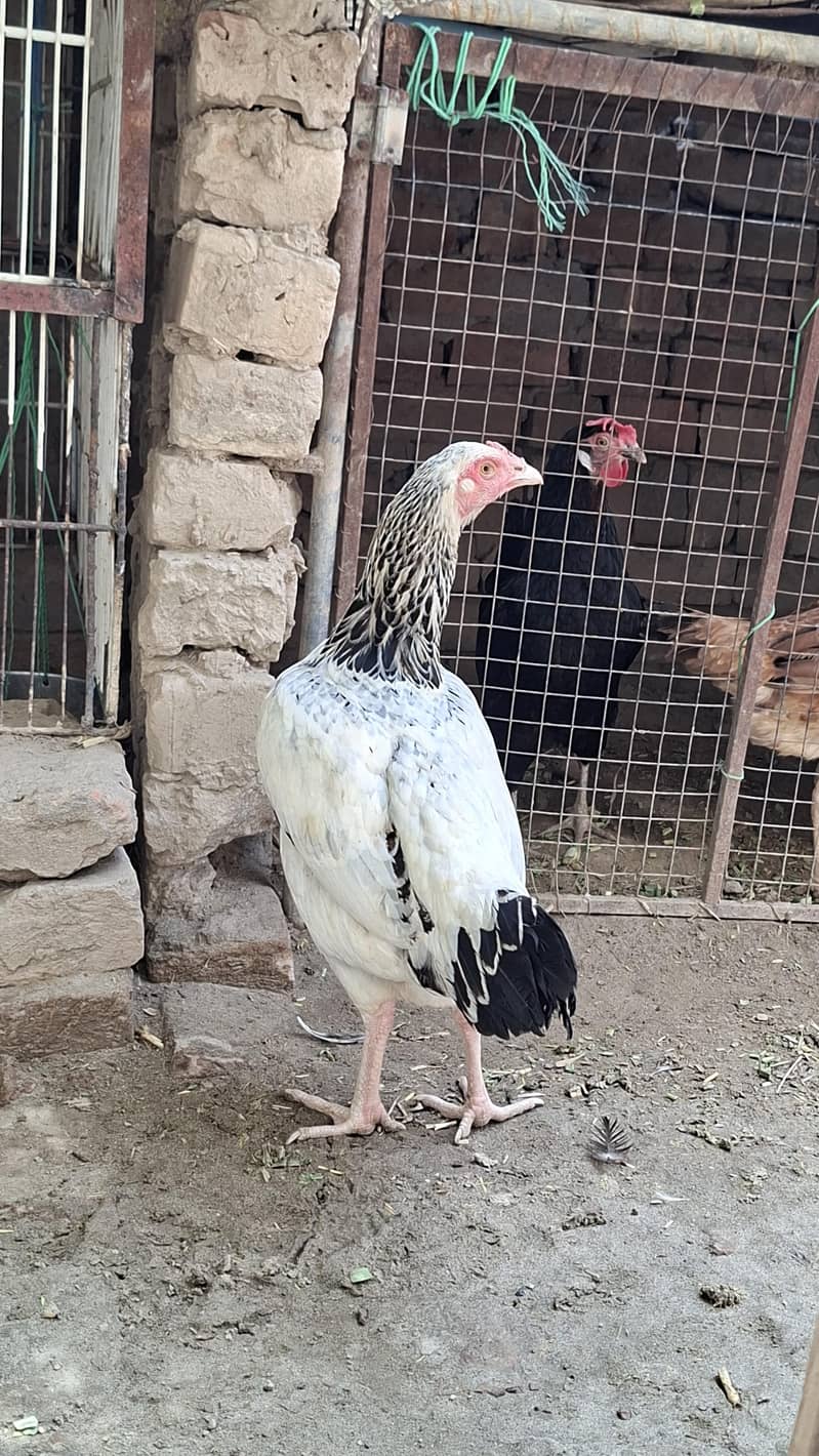 white java Aseel Hen 4