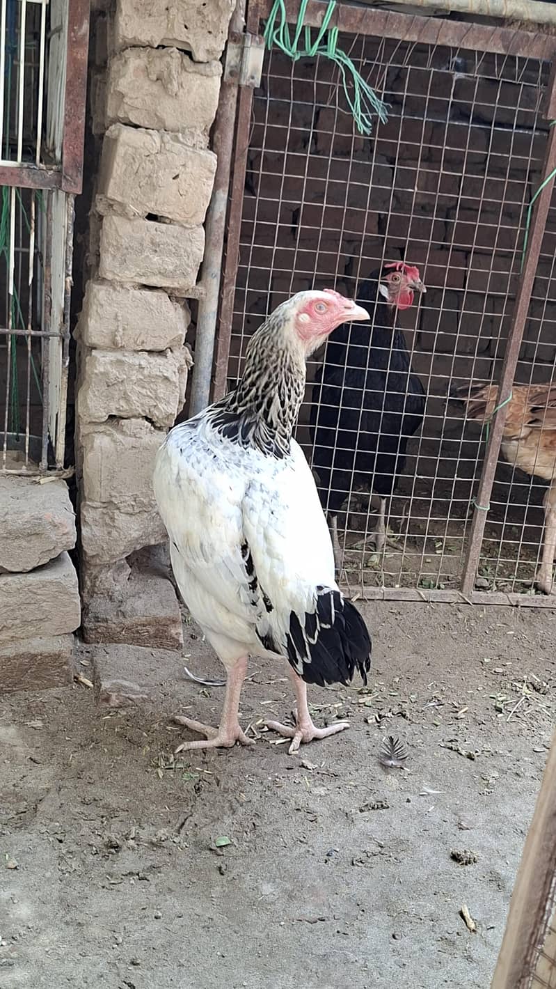 white java Aseel Hen 5