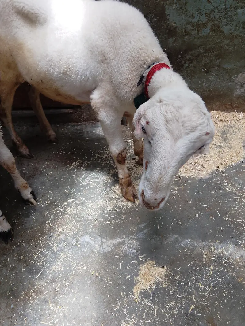 Dumba 2 male — photo 4