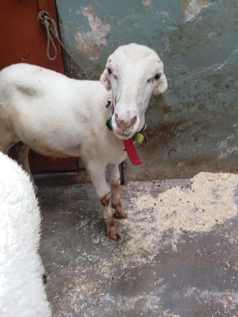 Dumba 2 male — photo 5