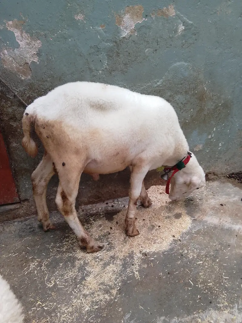 Dumba 2 male — photo 6