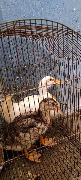 ducks bechnay ha
