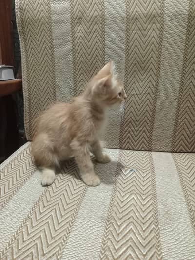 cat baby for sale num 03068973543