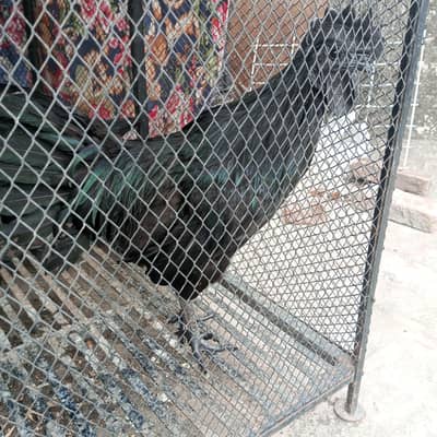 Ayam Cemani Pair for sale.