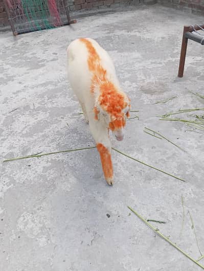 sheep for sale