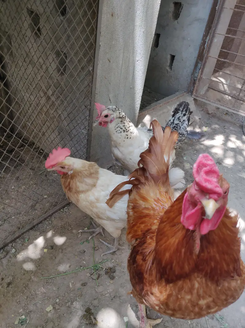 murga murgi — photo 3