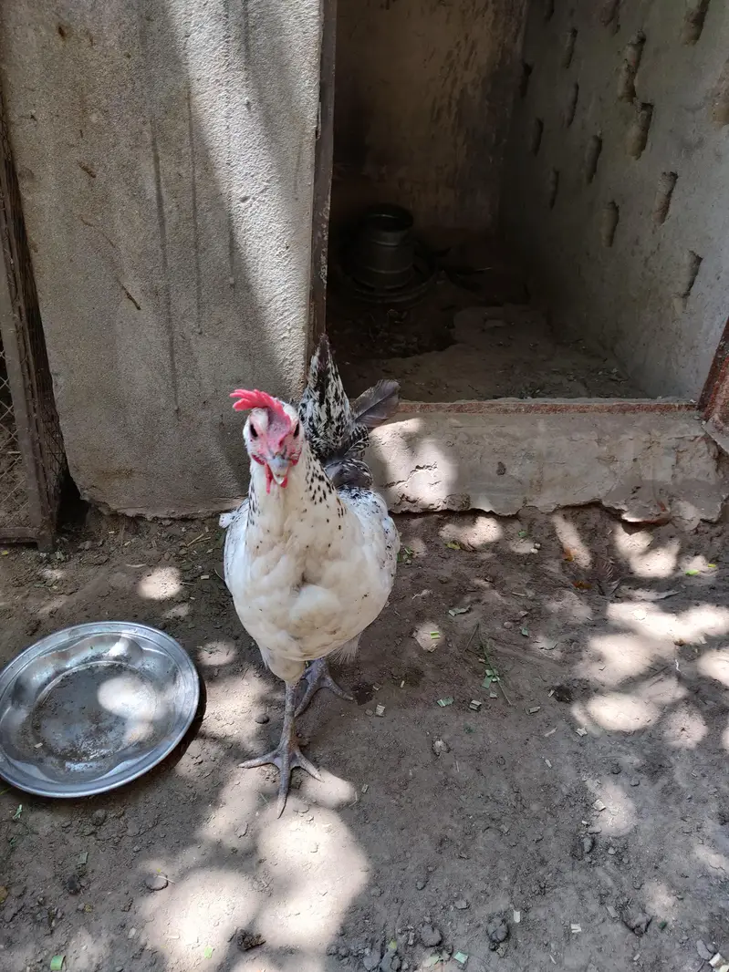 murga murgi — photo 4