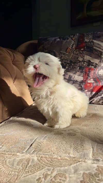Shihtzu puppies 03075273683