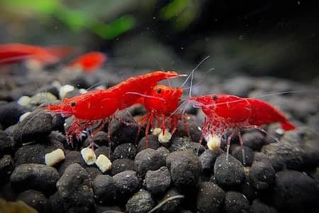 cherry shrimps (neocardina) available