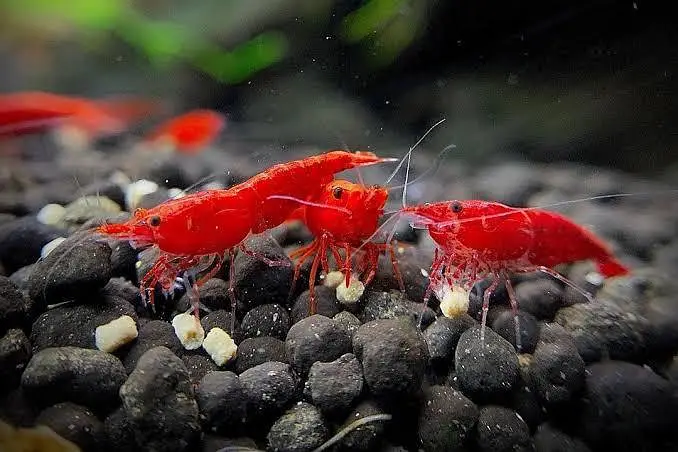 cherry shrimps (neocardina) available