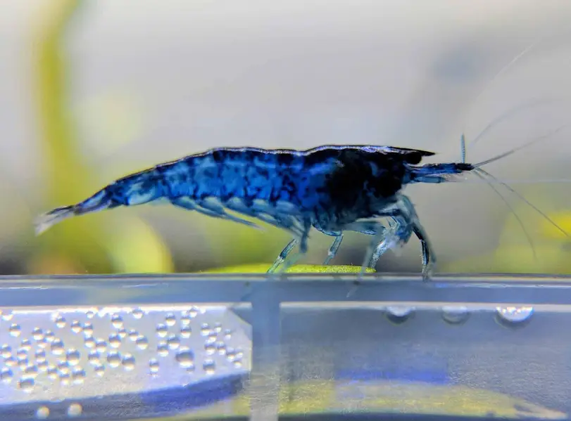 cherry shrimps (neocardina) available — photo 2