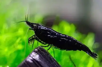 cherry shrimps (neocardina) available — photo 4