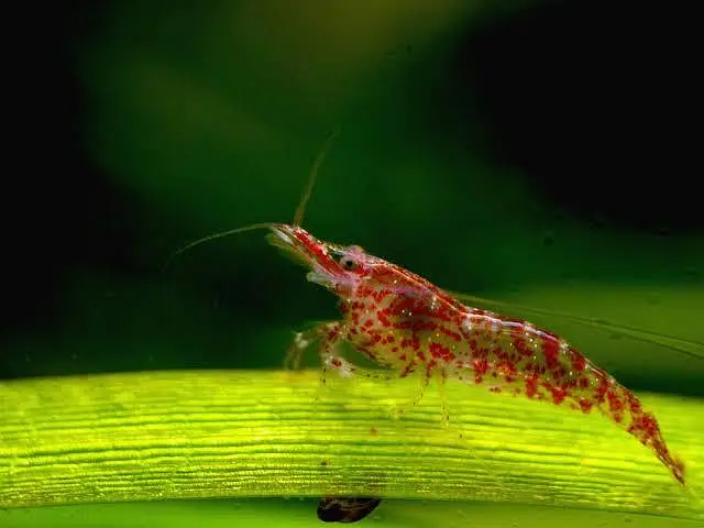 cherry shrimps (neocardina) available — photo 5