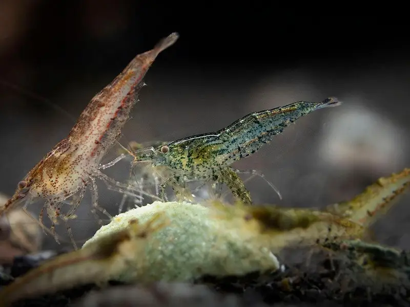 cherry shrimps (neocardina) available — photo 6
