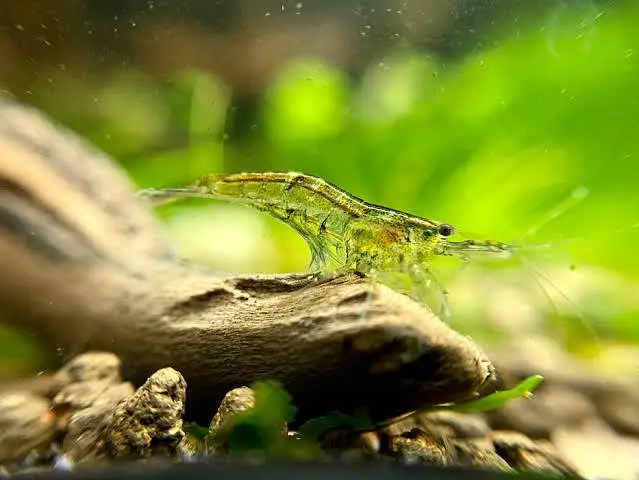 cherry shrimps (neocardina) available — photo 7