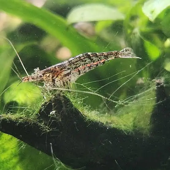 cherry shrimps (neocardina) available — photo 8