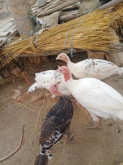 turkey  86 days turkey fresh jora . location Peshawar