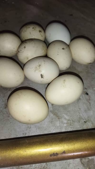 Thai aseel eggs. miawali aseel eggs. dasi or thai aseel eggs.