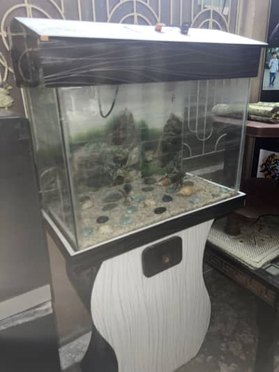 Fish aquarium