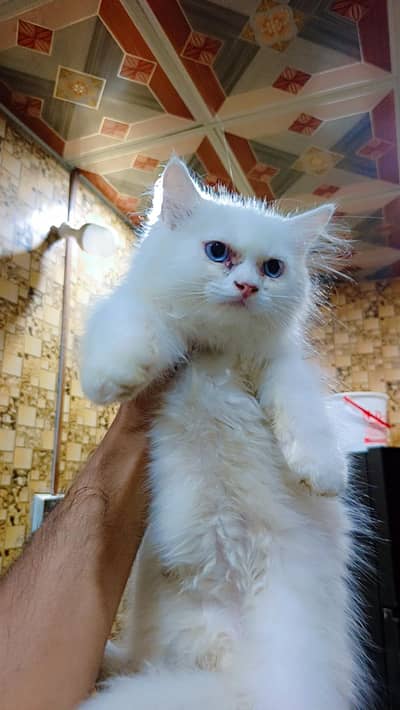 triple coat female kitten for sale blue eyes