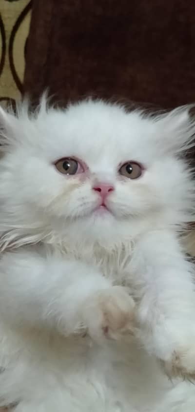Persian Adorable kitten for sale