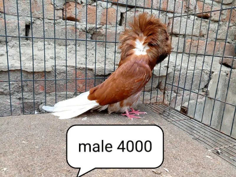 fancy pigeon | kabutar| Jacobin|  frillback saddle | amarican fantail| — photo 11