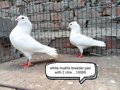 fancy pigeon | kabutar| Jacobin|  frillback saddle | amarican fantail|