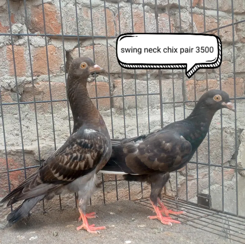 fancy pigeons/swallow/fantail/Jacobin/frillback/lahori sherazi/norwich — photo 6