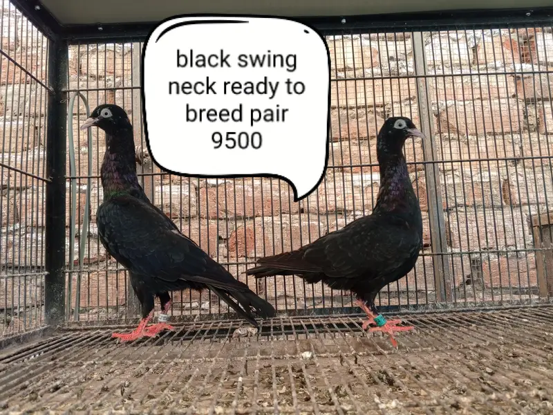 fancy pigeons/swallow/fantail/Jacobin/frillback/lahori sherazi/norwich — photo 12