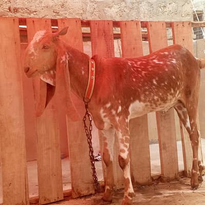 Bakra makacheena