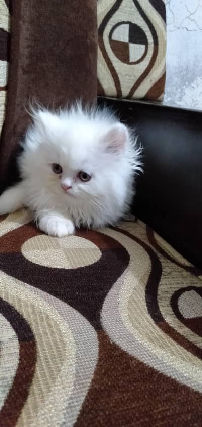 Pure Persian kittens for sale