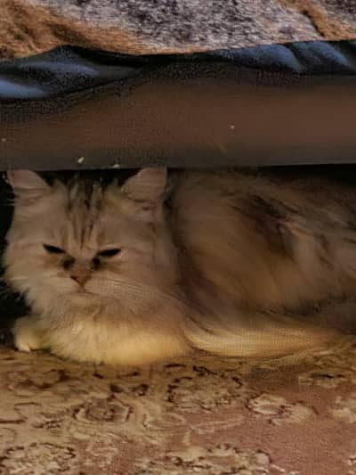 Cats Pair