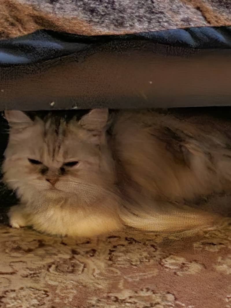 Cats Pair 0