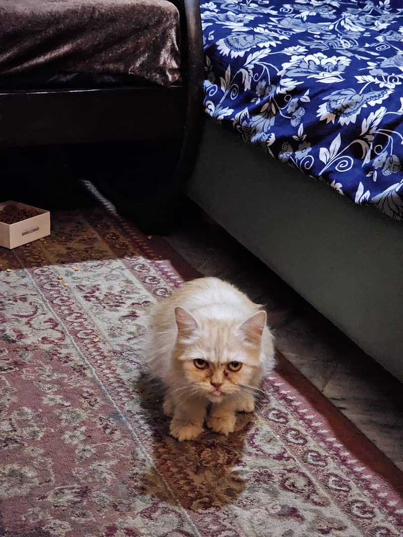 Cats Pair 2