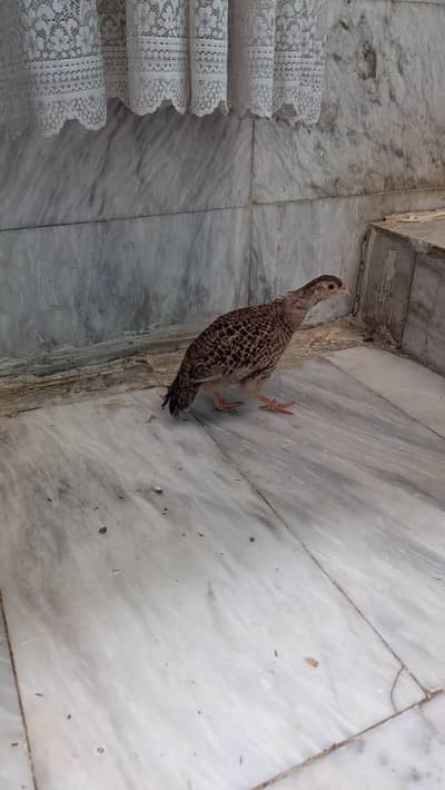 Dhakhani Teetar Active Female