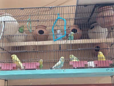 Australian Parret with cage