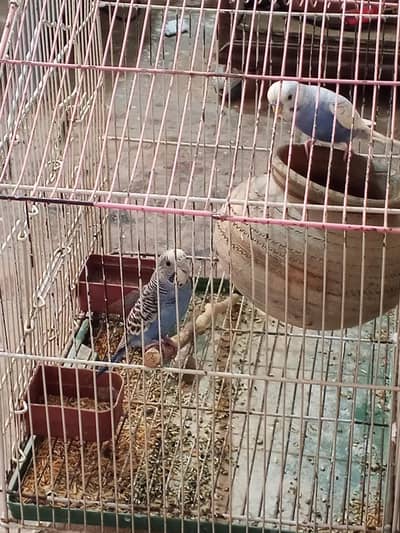 budgie