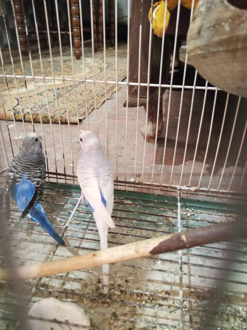 budgie 1