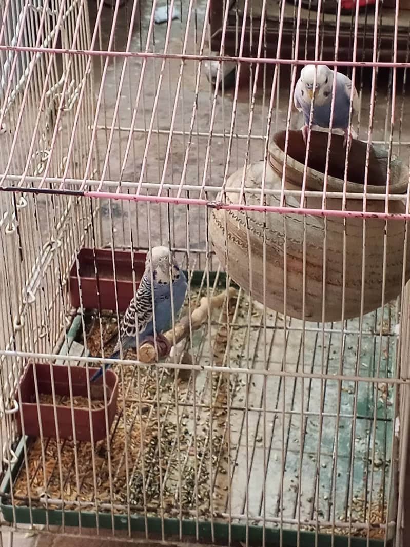 budgie 2