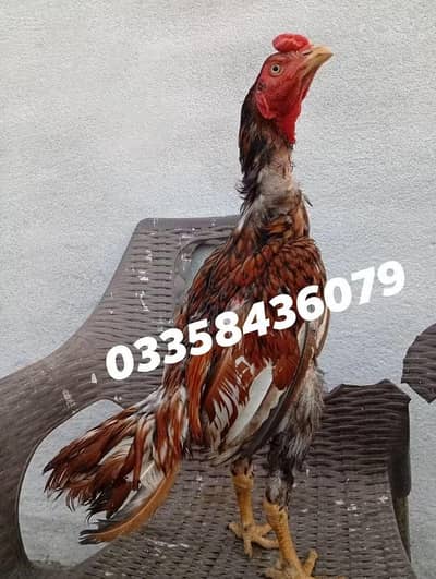 High Quality Peela Patha