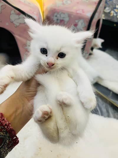 Beautiful Persian Kittens Litter Train. Both Male and Female.