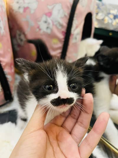 Beautiful Persian Kittens Litter Train. Both Male and Female.