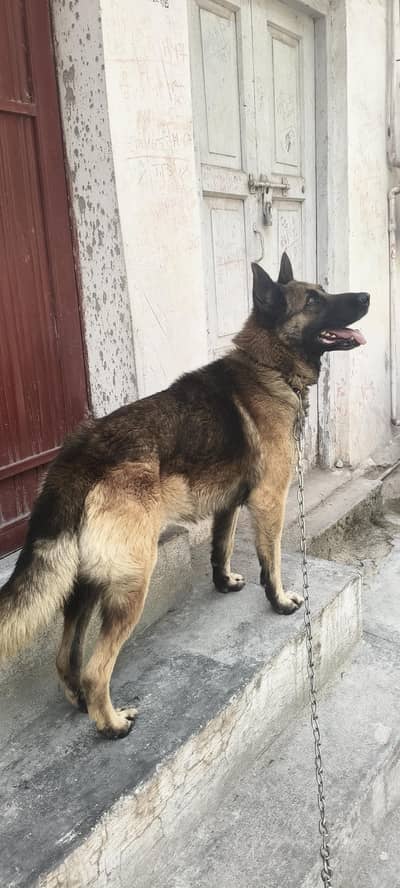 Pure working line ddr german shepard pupies available
