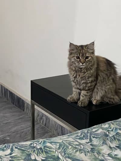 Persian cat for sale