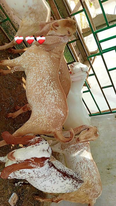 bakra | Makhi Cheena bakra | desi bakra | goat | Qurbani2027 | 2 dant