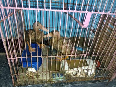 duck for sele pair
