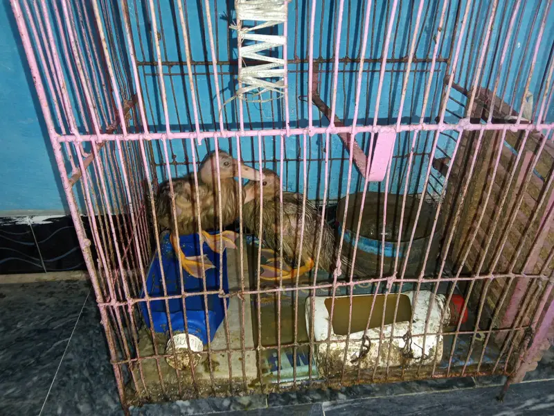 duck for sele pair — photo 3