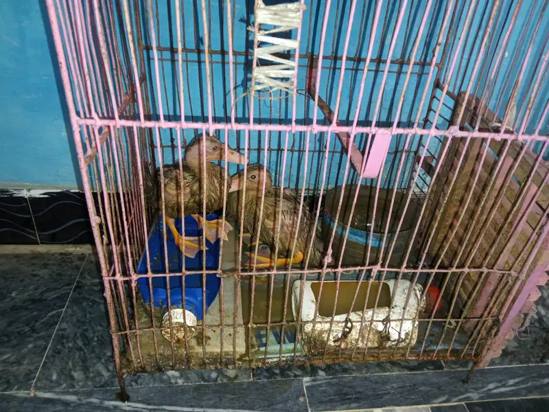 duck for sele pair — photo 4