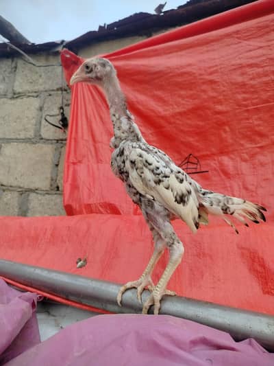 Healthy Shamo Quality Chicks - 3 Months